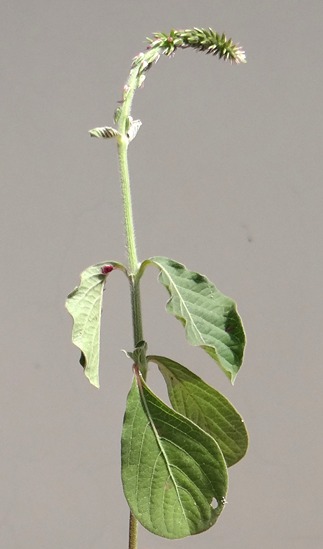 Achyranthes asper